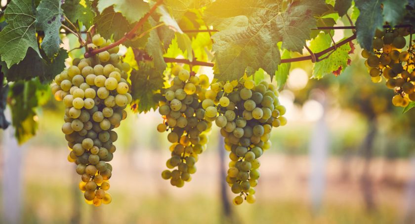 Upcycled Wine Prebiotic WellVine Shows Formulation Compatibility in Sensory Panel