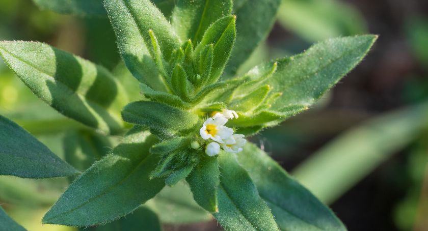 Ahiflower Supports Brain Development Markers in Animal Model of Parenteral Nutrition: Study