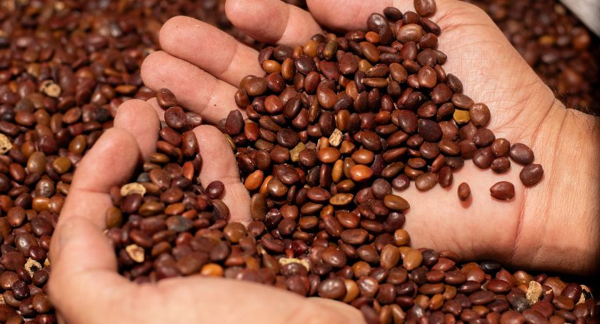 Nexira Acquires Carob-Based Ingredient Specialist Keragum