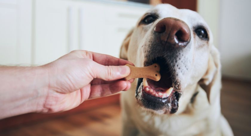 ADM Publishes Report on Global Trends in Pet Longevity  
