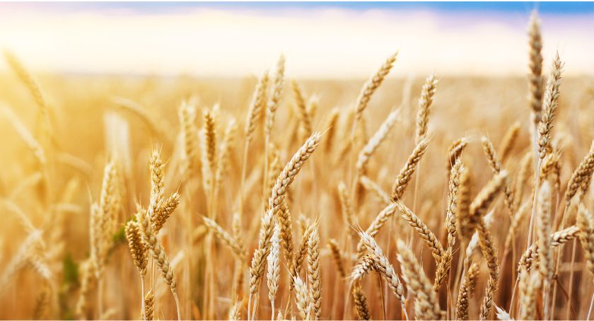 General Mills, ADM, Walmart Partner to Support Regenerative Wheat Farmers in Midwest